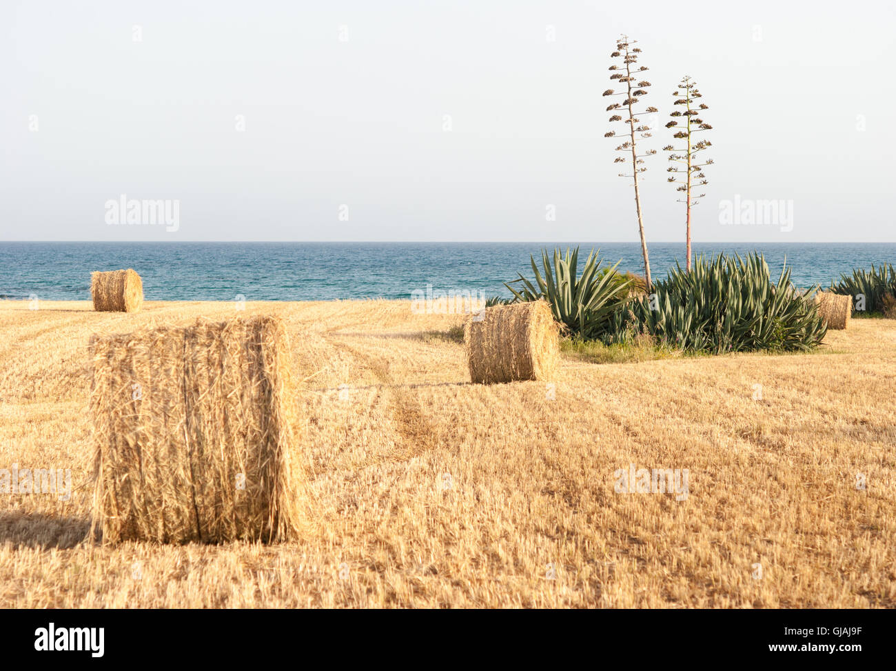 Rural landscape: agave and dry straw rolls on the mown field, sea as a ...