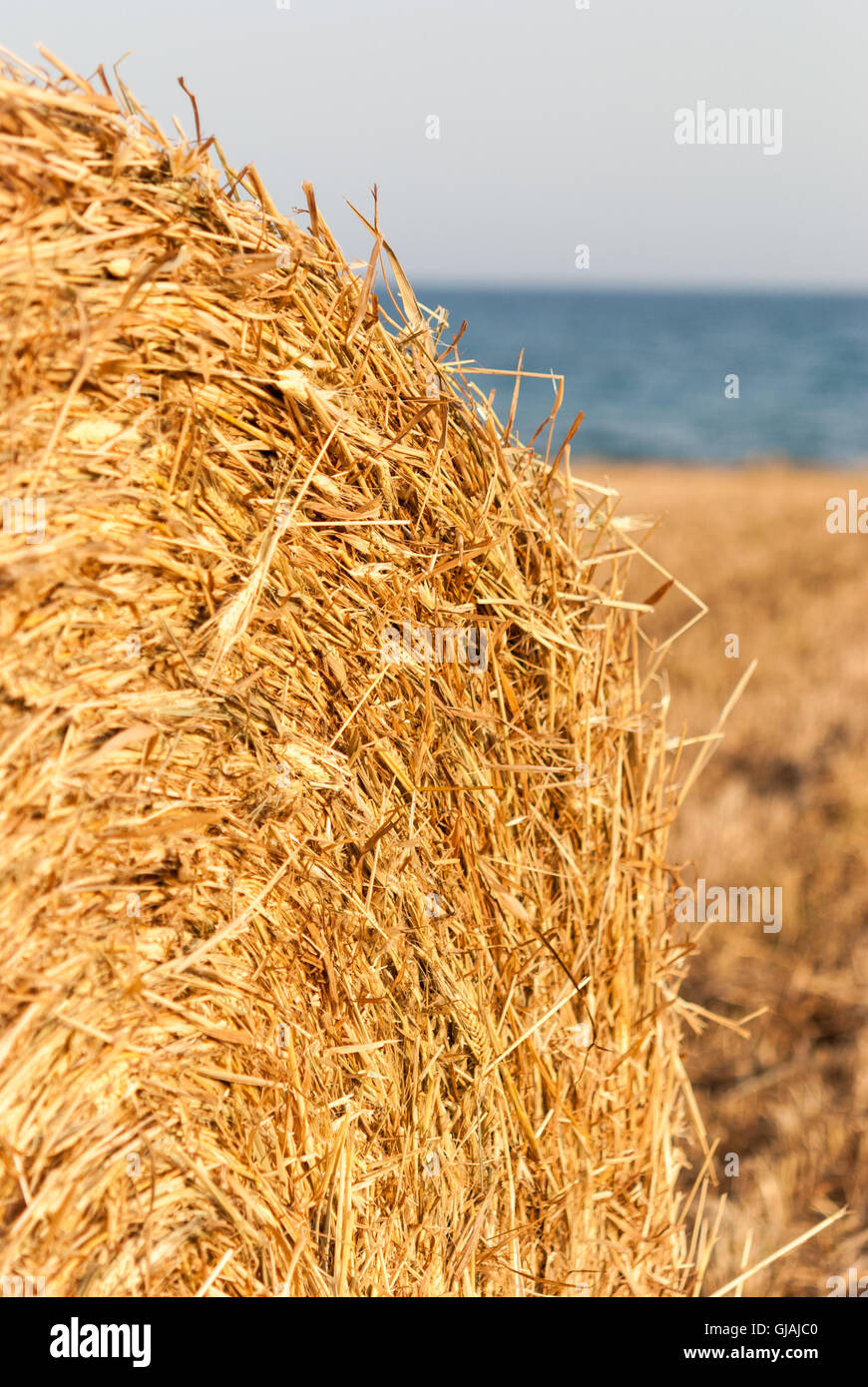 Dry straw rolls closeup on wheat field, sea as a background Stock Photo ...