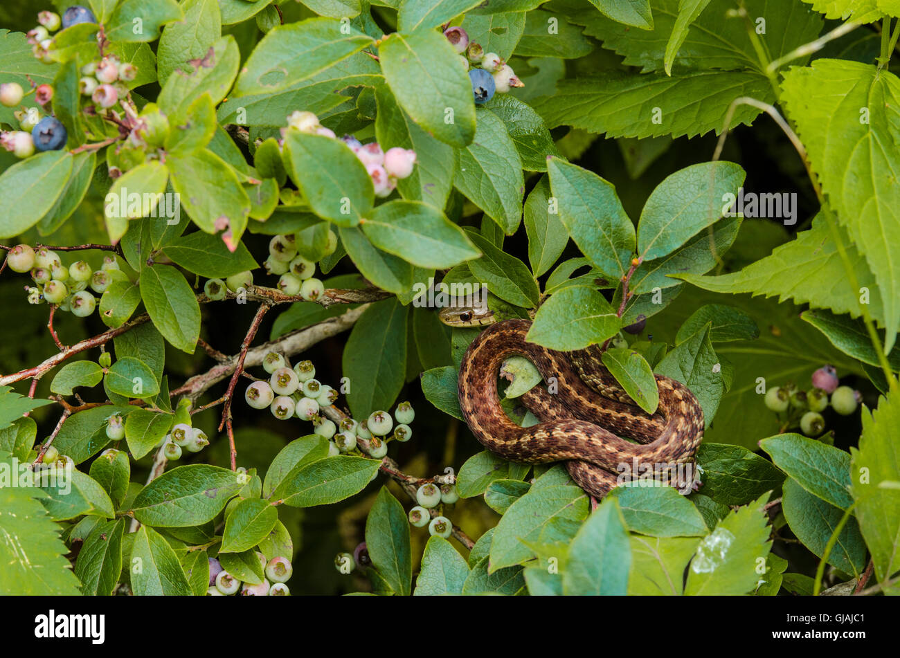 Garter Snake Hiding in Blueberries Stock Photo