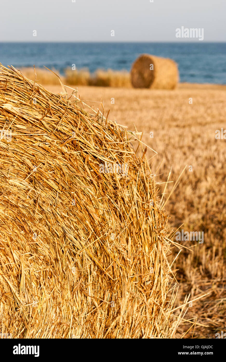 Dry straw rolls closeup on wheat field, sea as a background Stock Photo ...