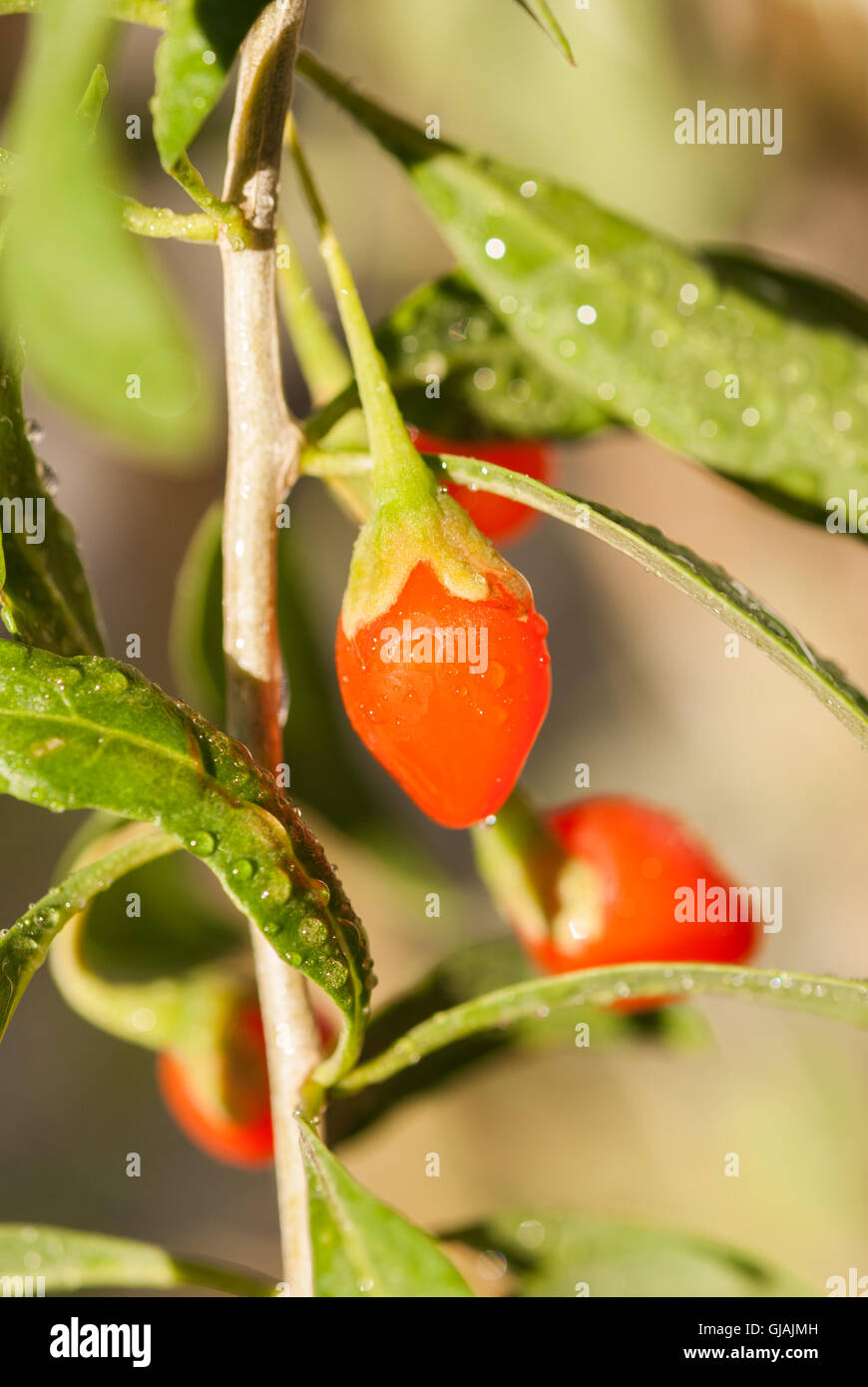 Fresh goji berries on a twig with drops of water after rain closeup. Stock Photo