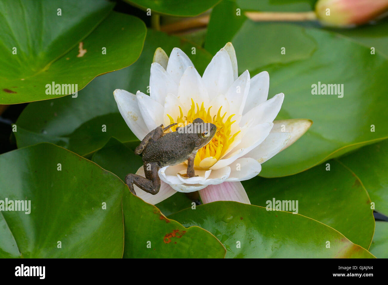 A young American Bullfrog (Rana catesbeiana / Lithobates catesbeiana) climbing onto a water lily flower (Nymphaea odorata) Stock Photo