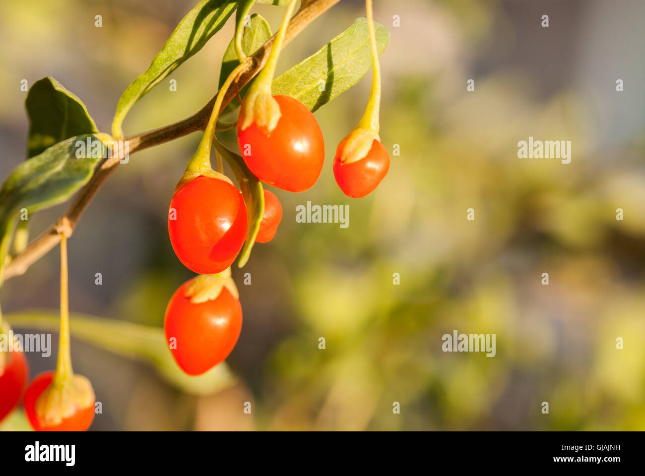 Fresh goji berries on a twig closeup. Stock Photo