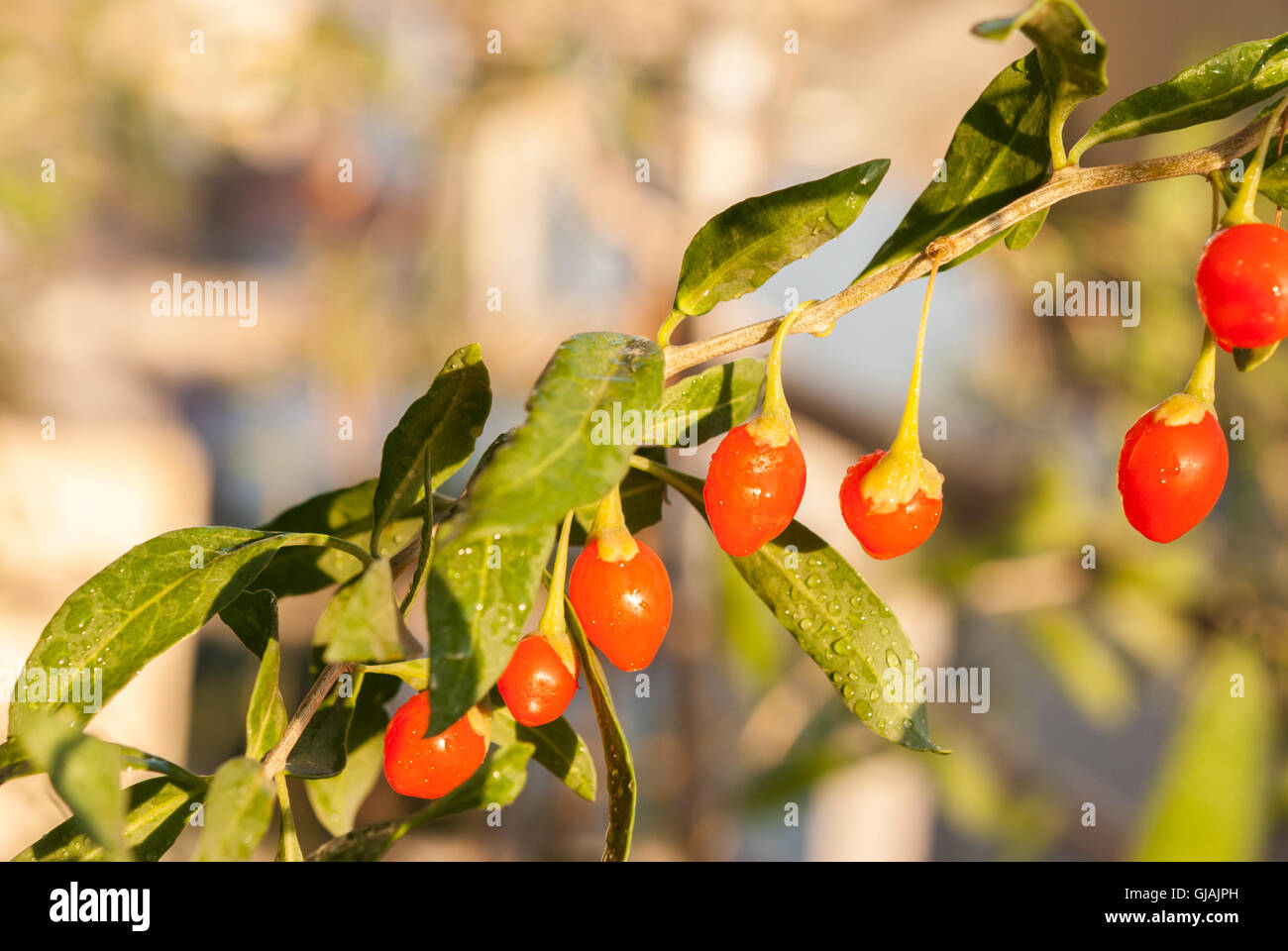 Fresh goji berries on a twig with drops of water after rain closeup. Stock Photo