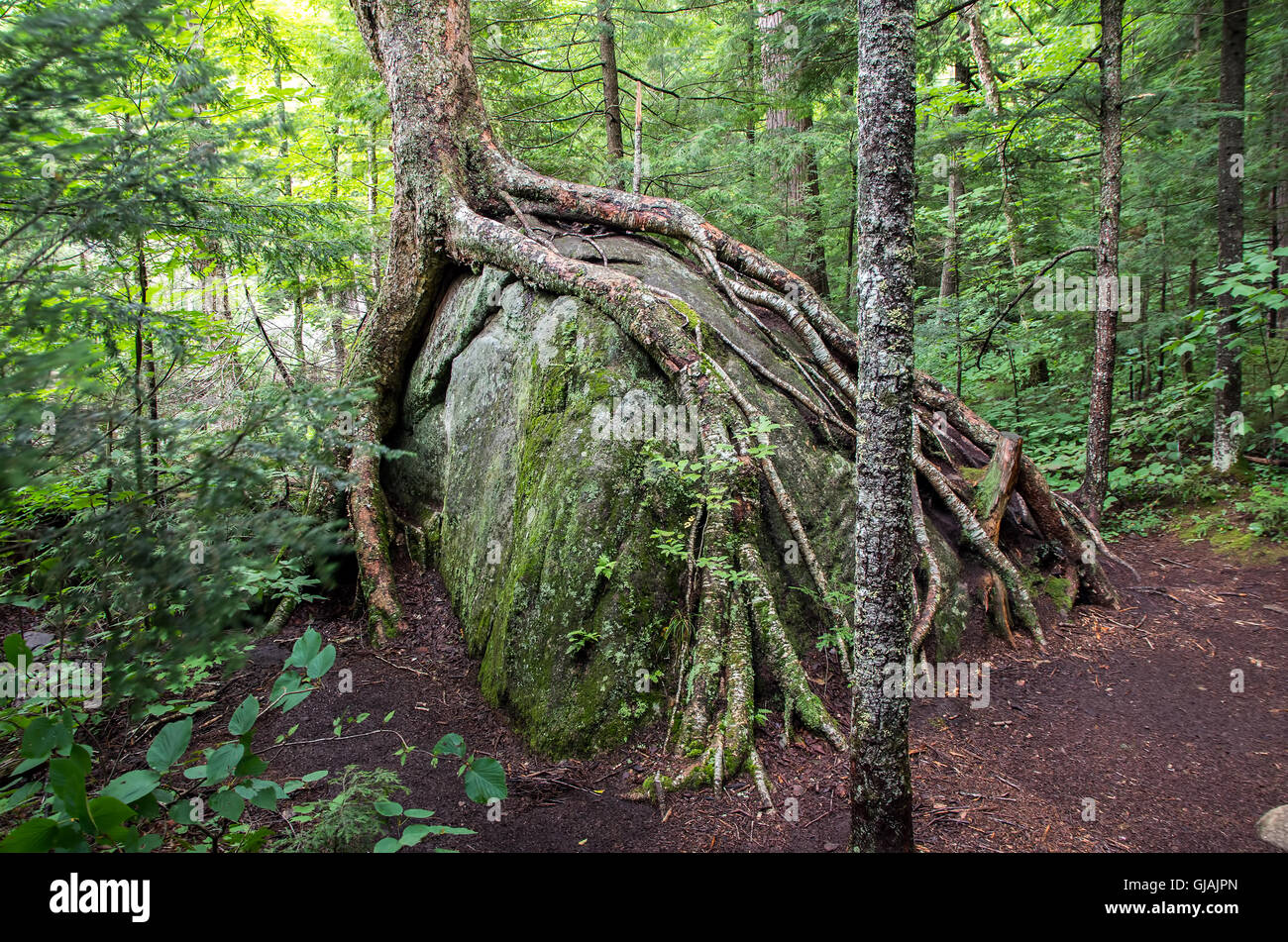 Tree roots growing over a rock Stock Photo