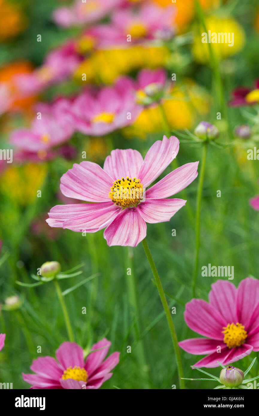 Cosmos Bipinnatus Antiquity flowers Stock Photo