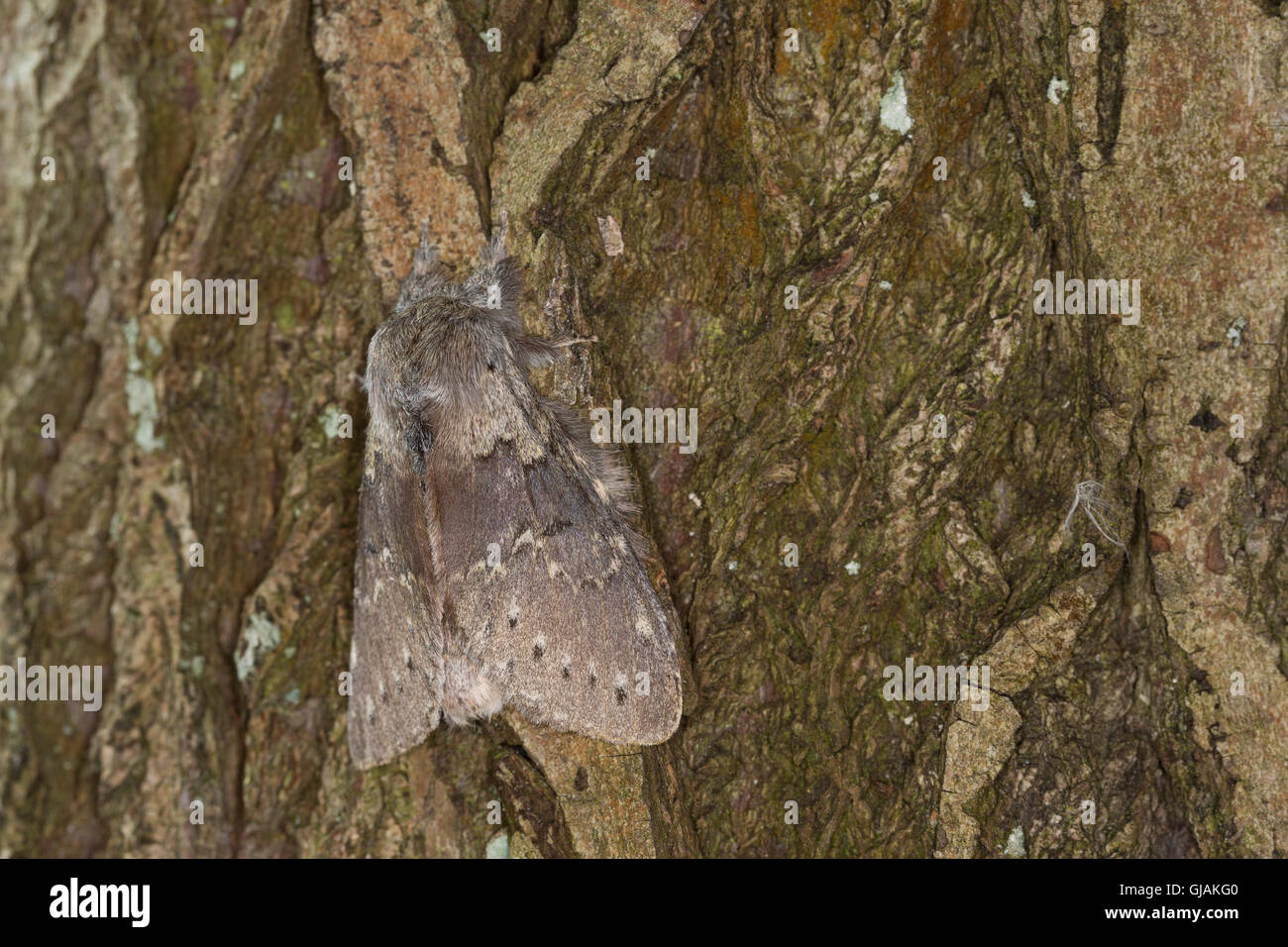 Buchen-Zahnspinner, Buchenspinner, Buchen-Spinner, Stauropus fagi ...