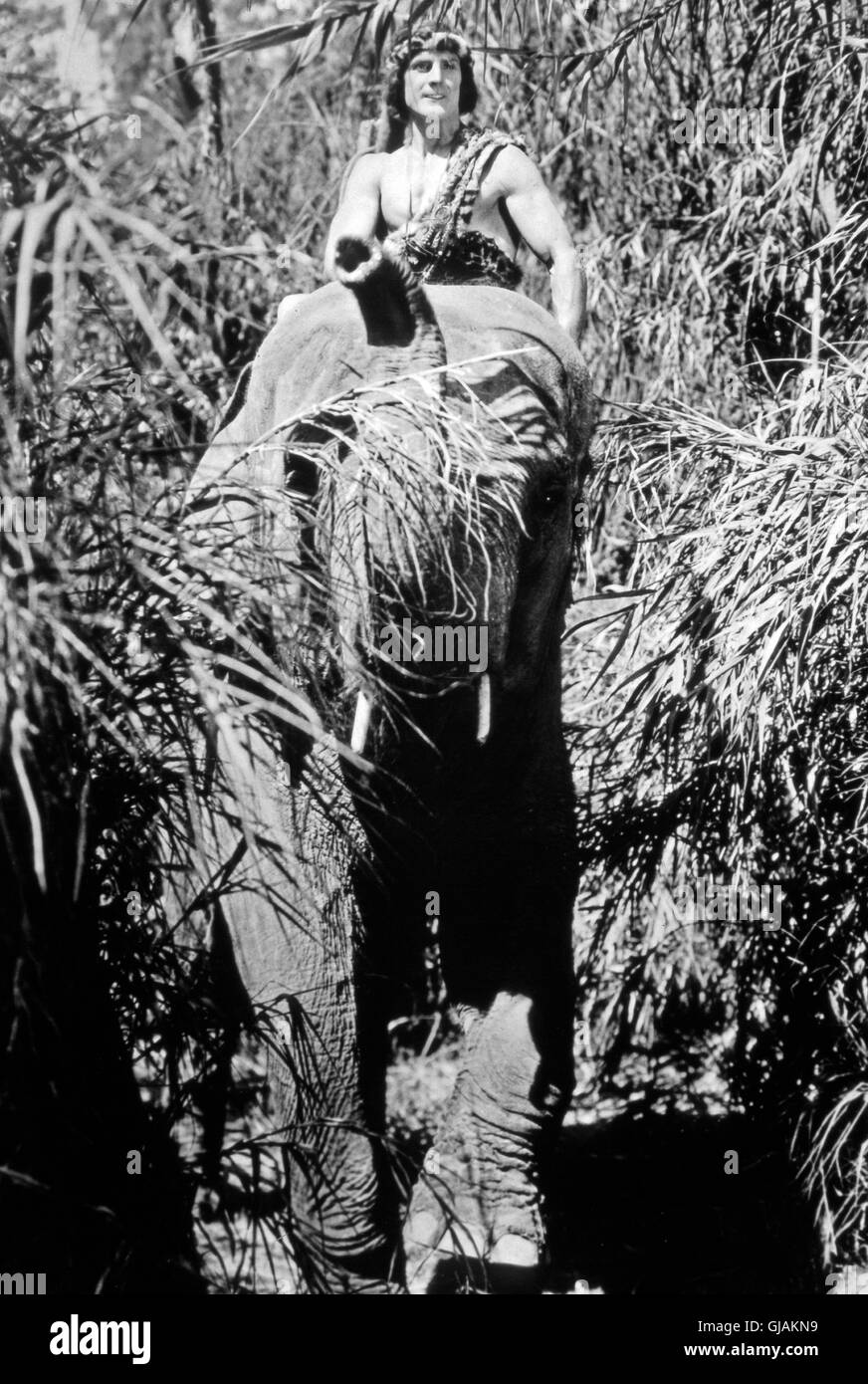 Tarzan the tiger hires stock photography and images Alamy