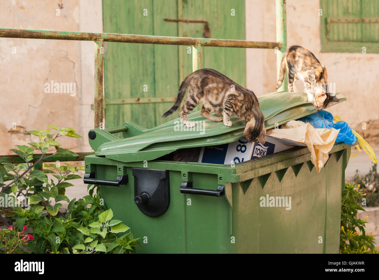 Two stray cats looking for a food in a garbage container. Kato Drys