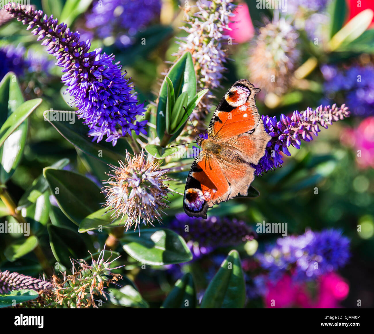 A Beautiful Peacock Butterfly on a Blue Hebe Flower in a Garden at Alsager Cheshire England United Kingdom UK Stock Photo