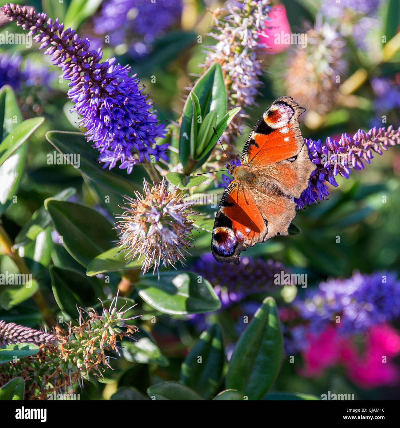 A Beautiful Peacock Butterfly on a Blue Hebe Flower in a Garden at Alsager Cheshire England United Kingdom UK Stock Photo