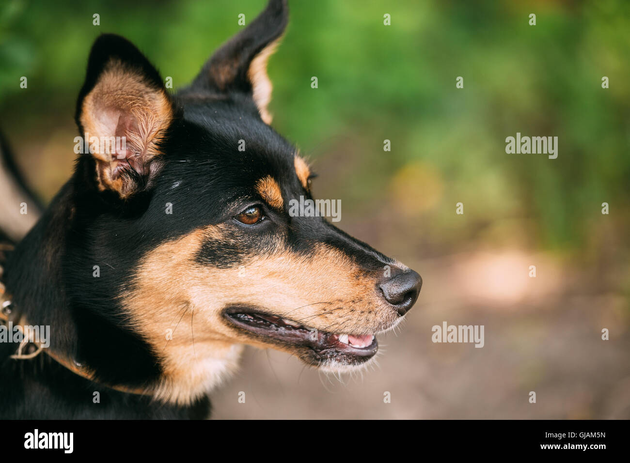 The Profile Portrait Of Small Size Mongrel Mixed Breed Short