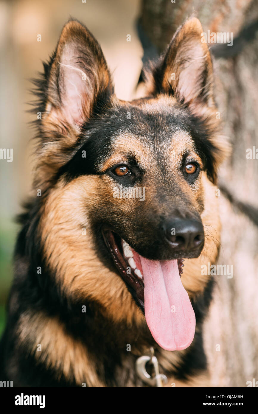 The Portrait Of Gazing Medium Size Mongrel Mixed Breed Long Haired