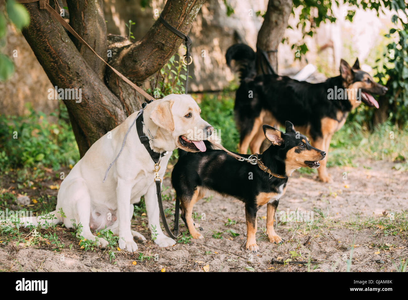 Yellow Golden Labrador And Two Another Mixed Breed Black Dogs Tied To The Tree And Waiting On Leash. Stock Photo