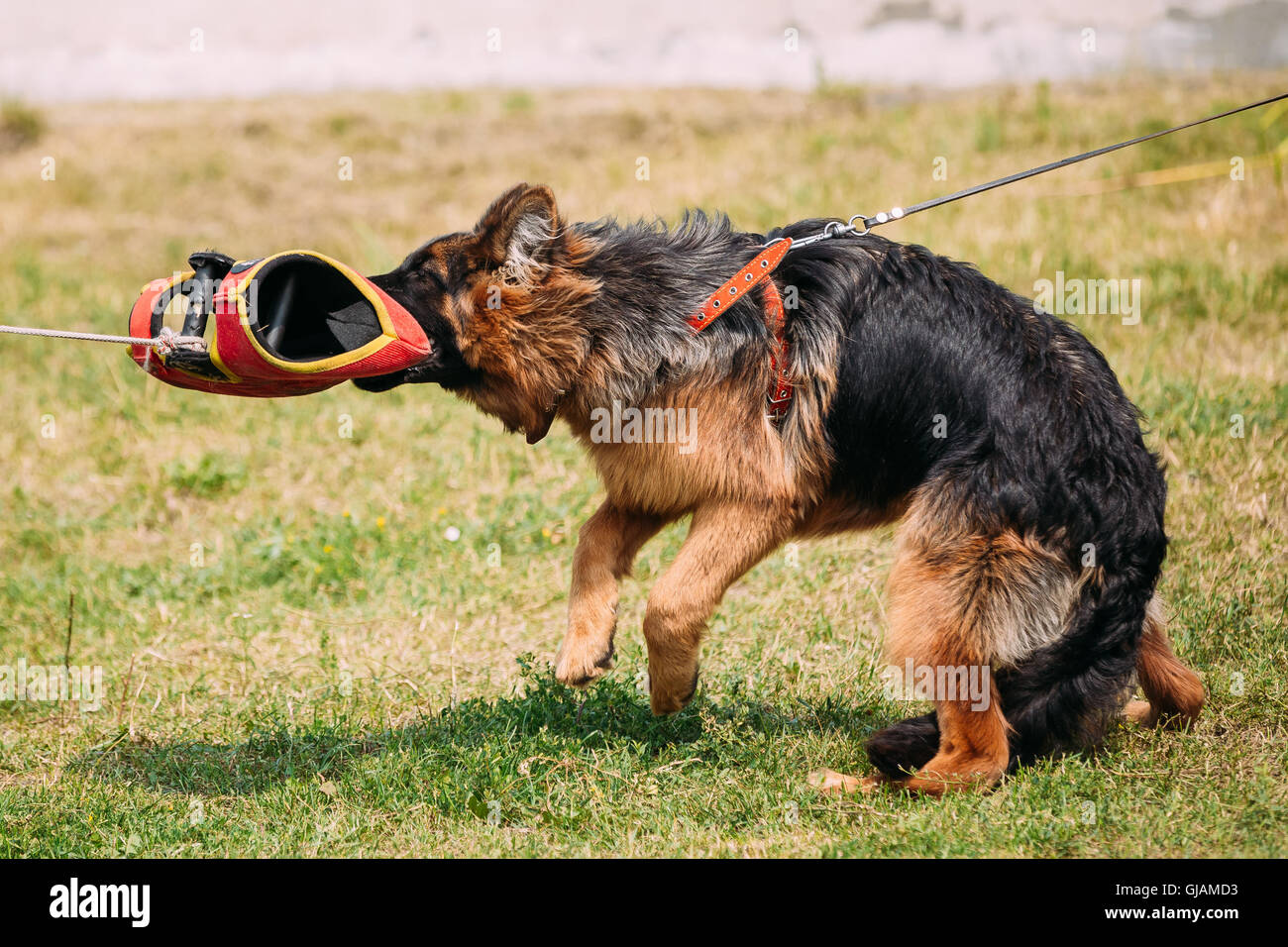 Long Haired German Shepherd Stock Photos Long Haired German