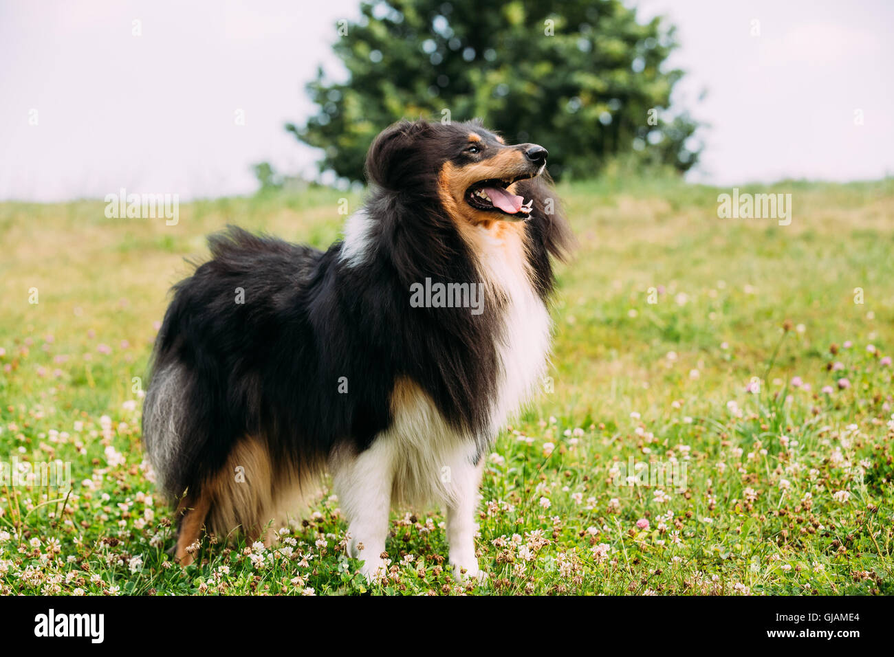 The Tricolor Rough Collie Scottish Collie Long Haired Collie