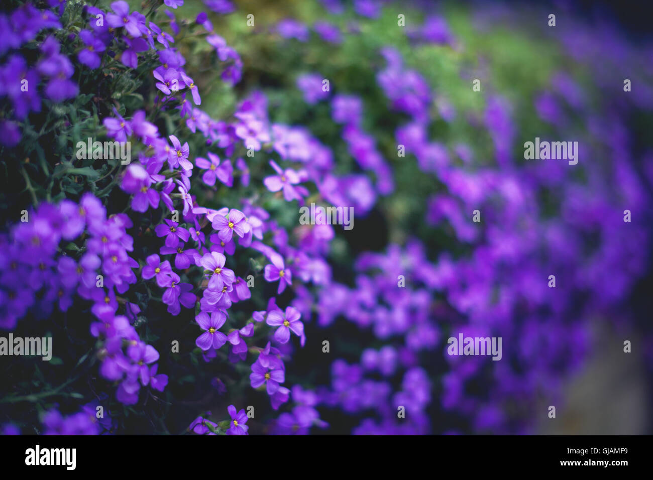 Flowers background. Spring Garden. Stock Photo