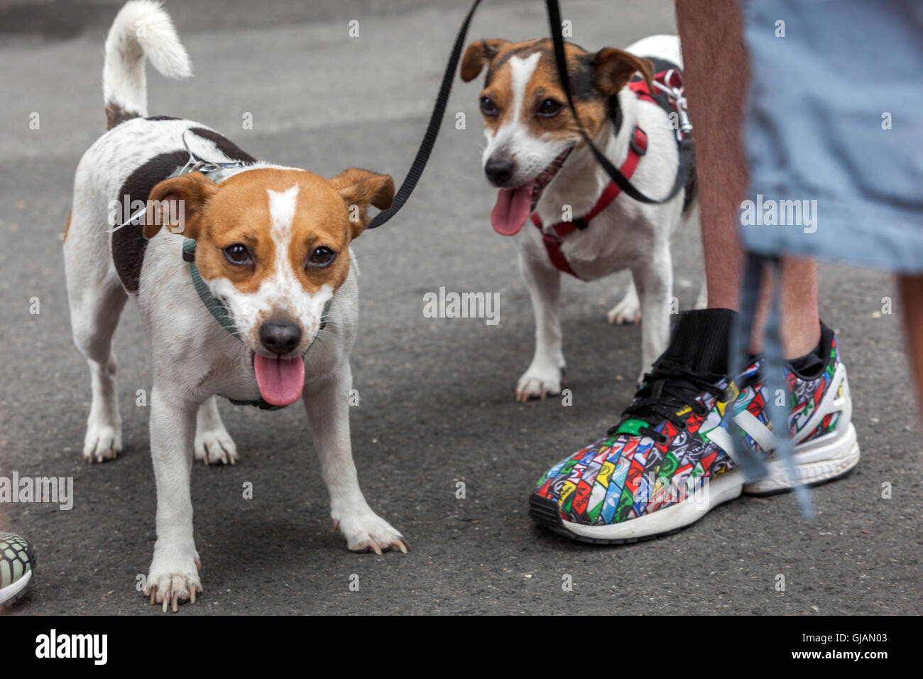Dog owner wearing sneakers hi-res stock photography and images - Alamy
