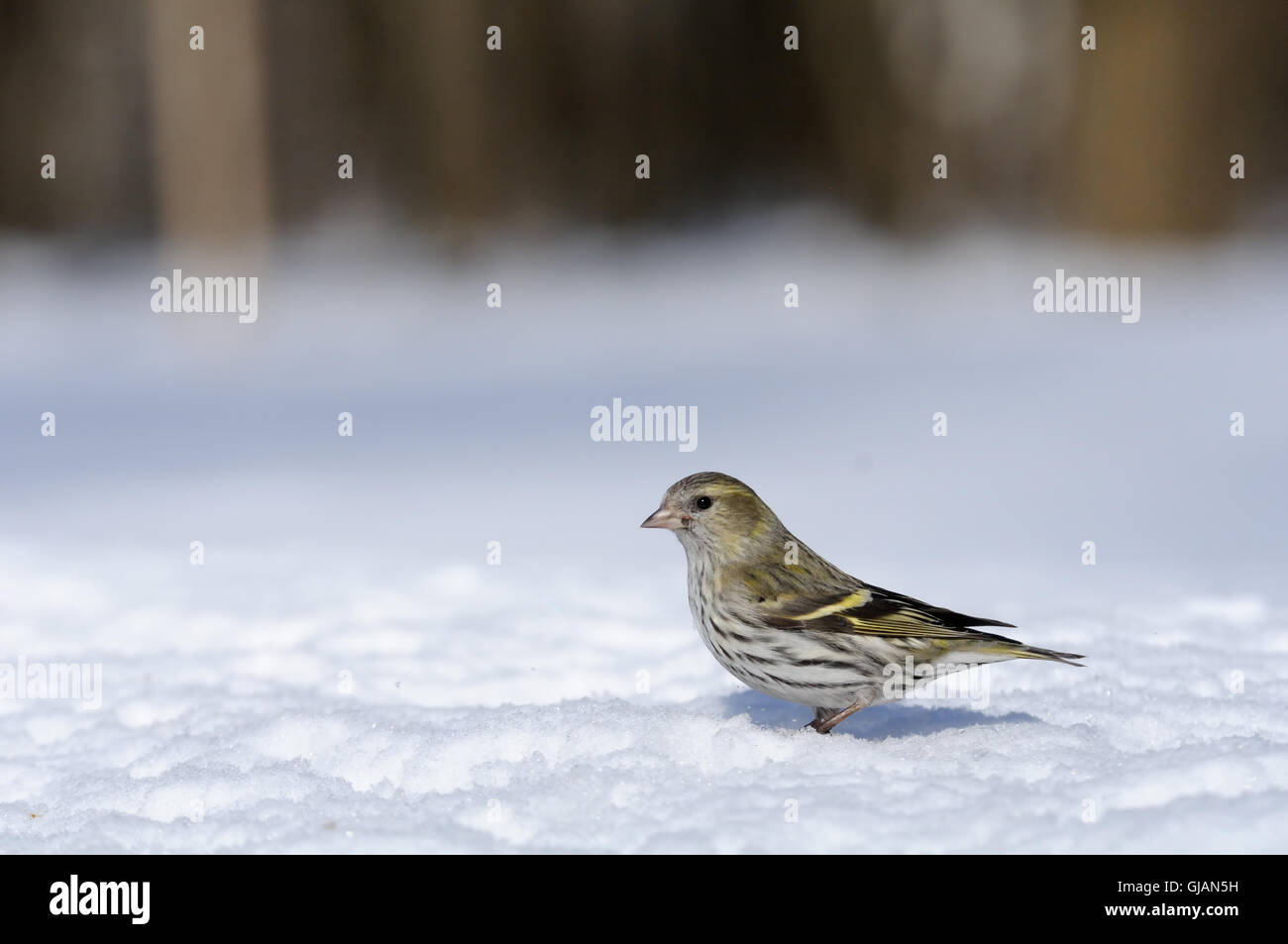 Female siskin (Carduelis spinus) in snow. Moscow region, Russia Stock Photo