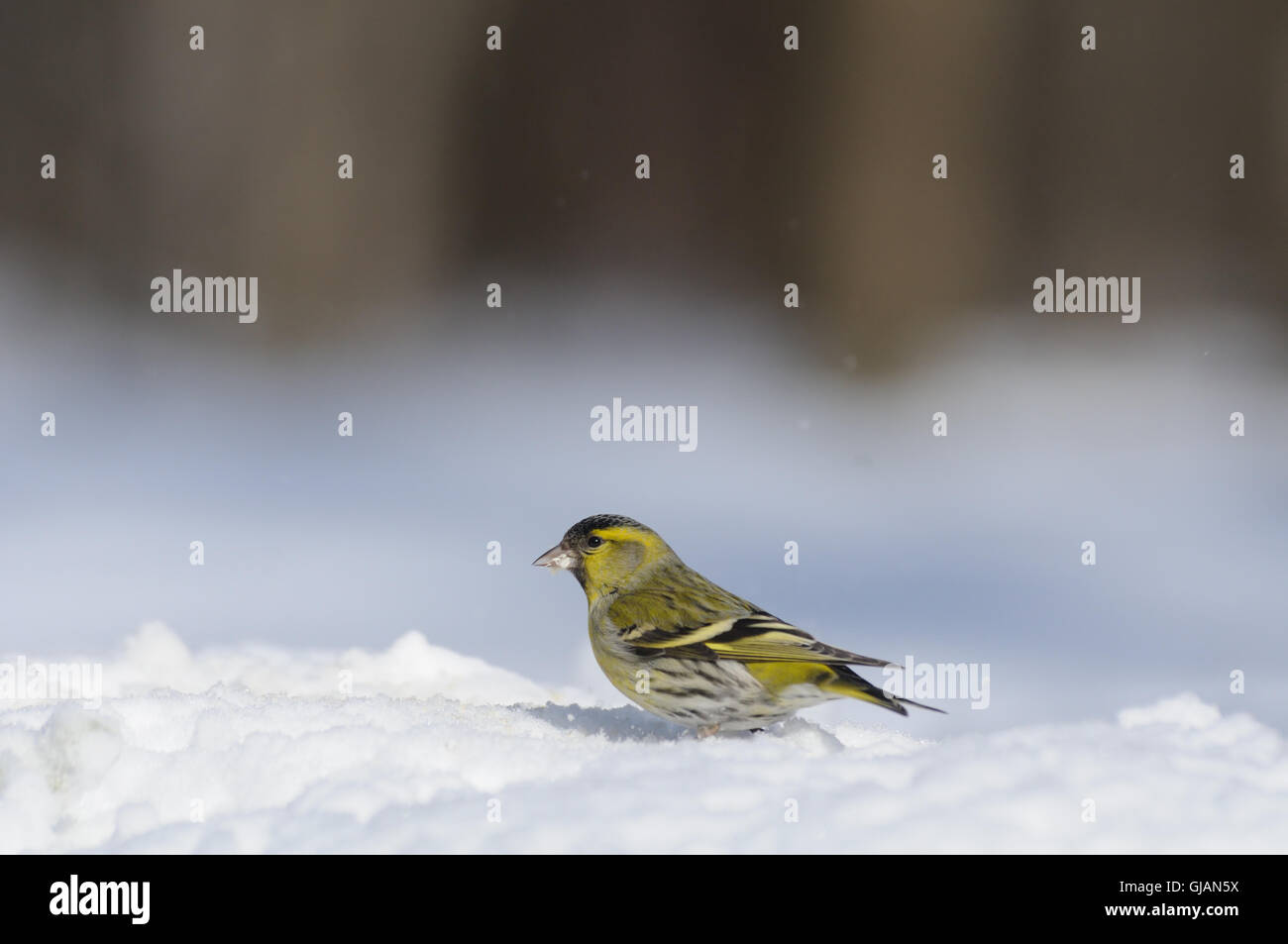 Male siskin (Carduelis spinus) in snow. Moscow region, Russia Stock Photo