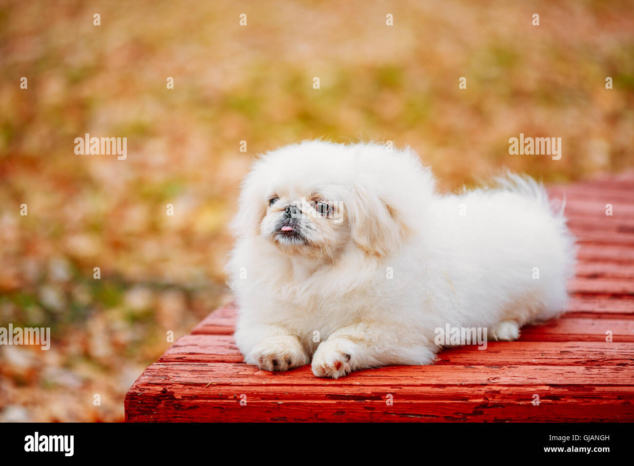 White Pekingese Pekinese Peke Whelp Puppy Dog Sitting On Wooden Bench In Autumn Park Stock Photo