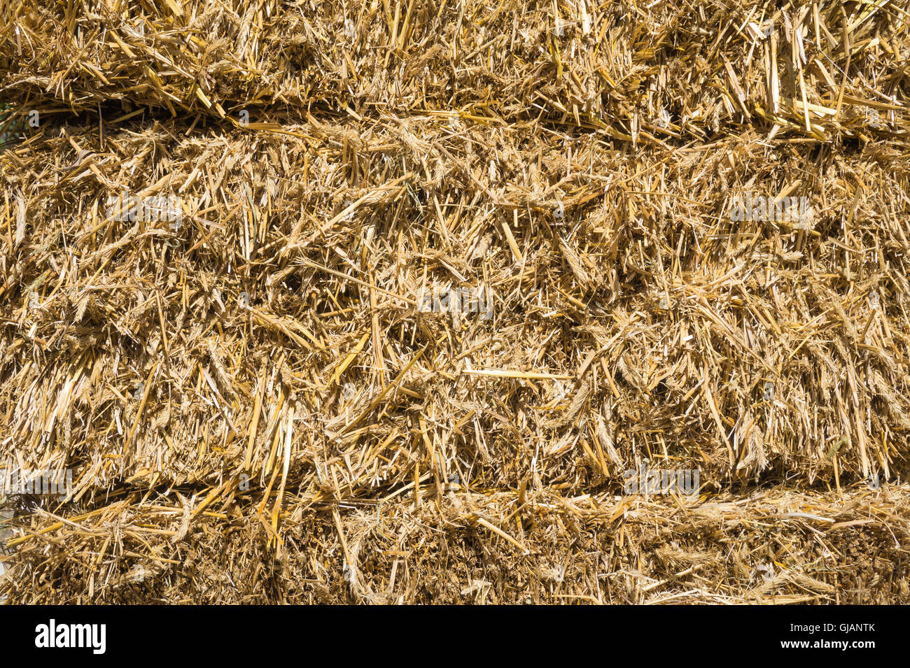 Bales of compressed straw rye closeup shot Stock Photo Alamy