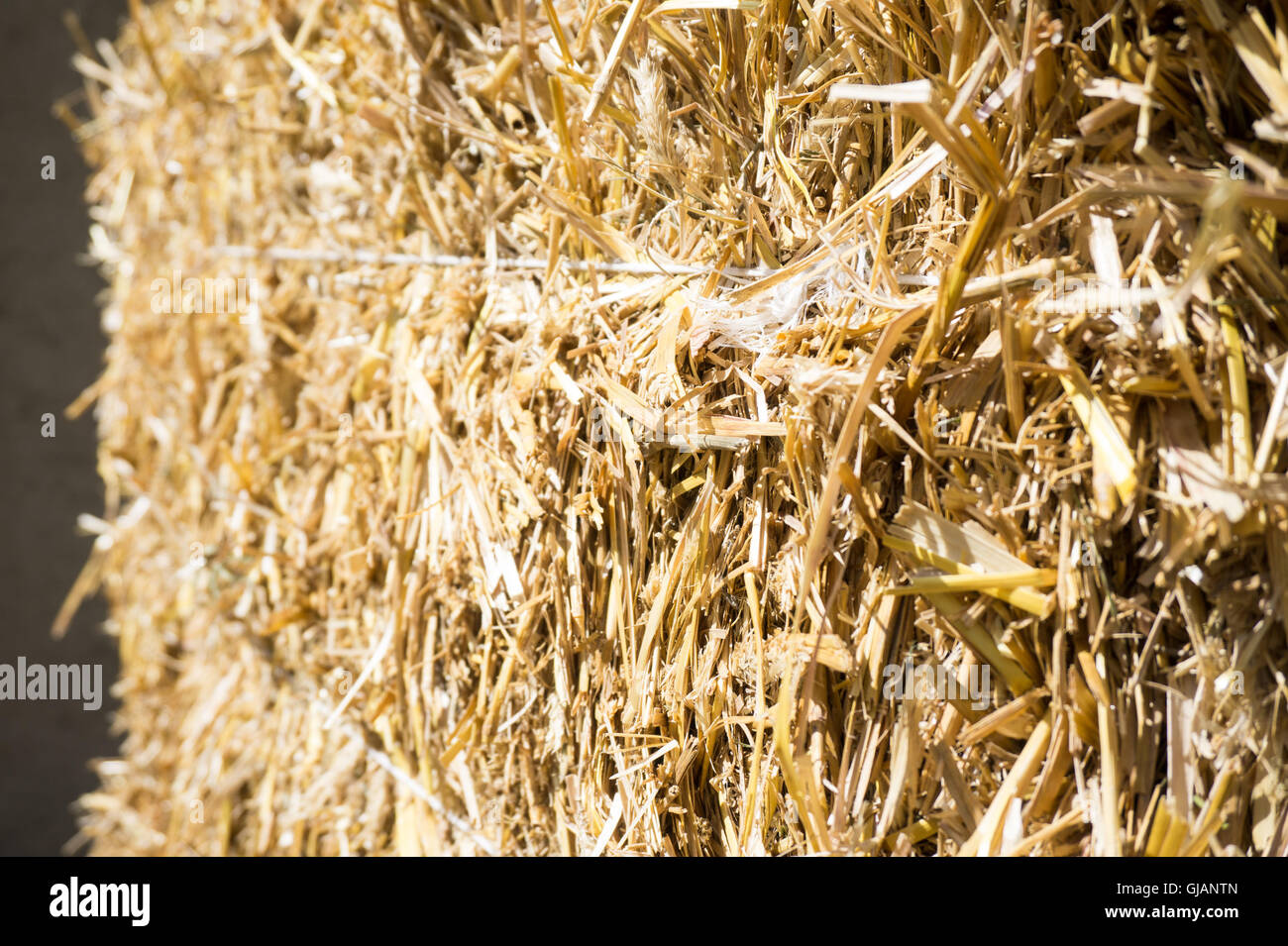 Bales of compressed straw rye closeup shot Stock Photo Alamy