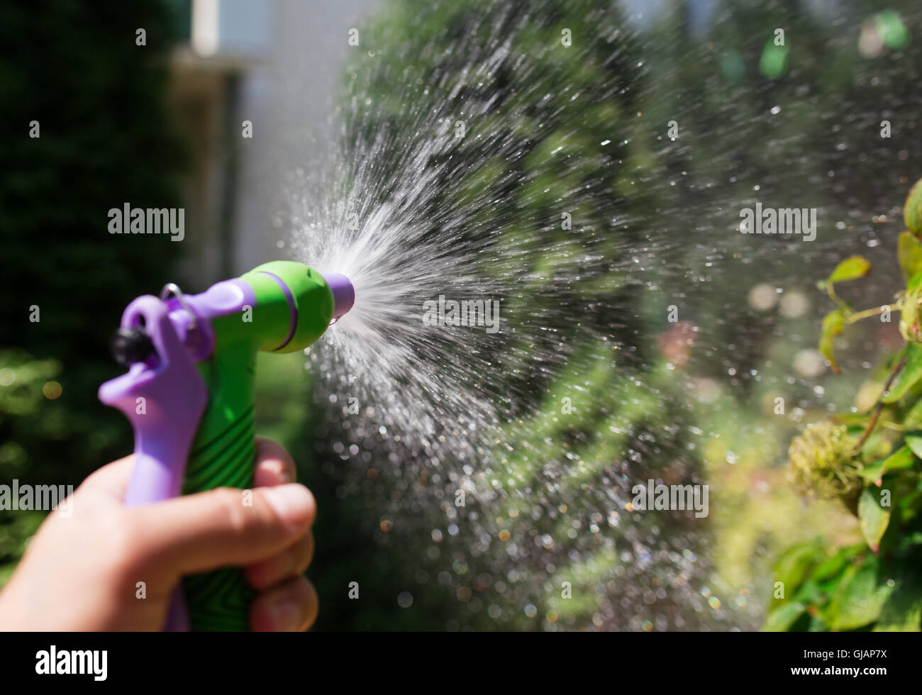 Yard or garden hose hires stock photography and images Alamy