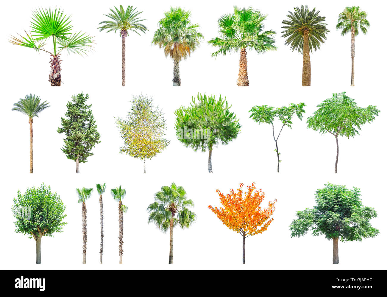 Set of different trees isolated on white background. File contains a clipping path. Stock Photo