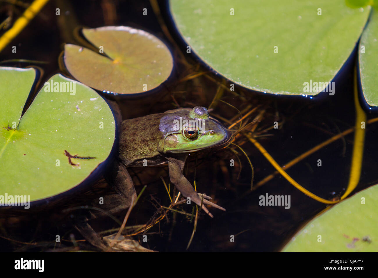Bullfrog in a marsh.Rana catesbeiana Stock Photo
