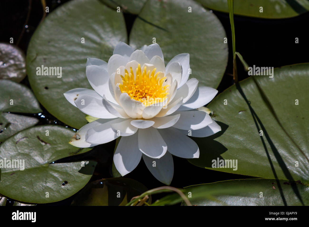 Water lily, water lilies, Nymphaeaceae Stock Photo