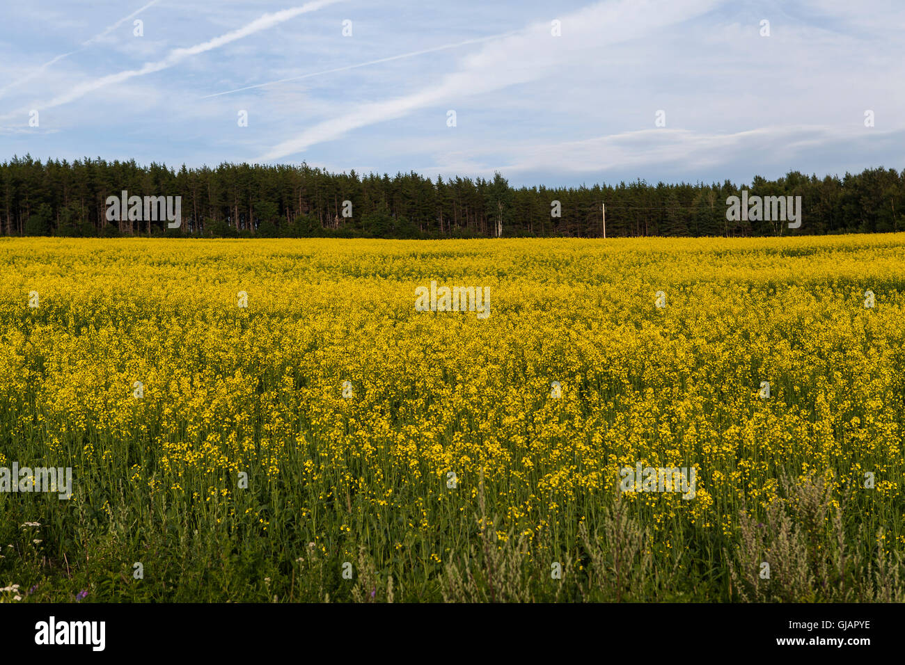 Canola, rapeseed field in Quebec Stock Photo