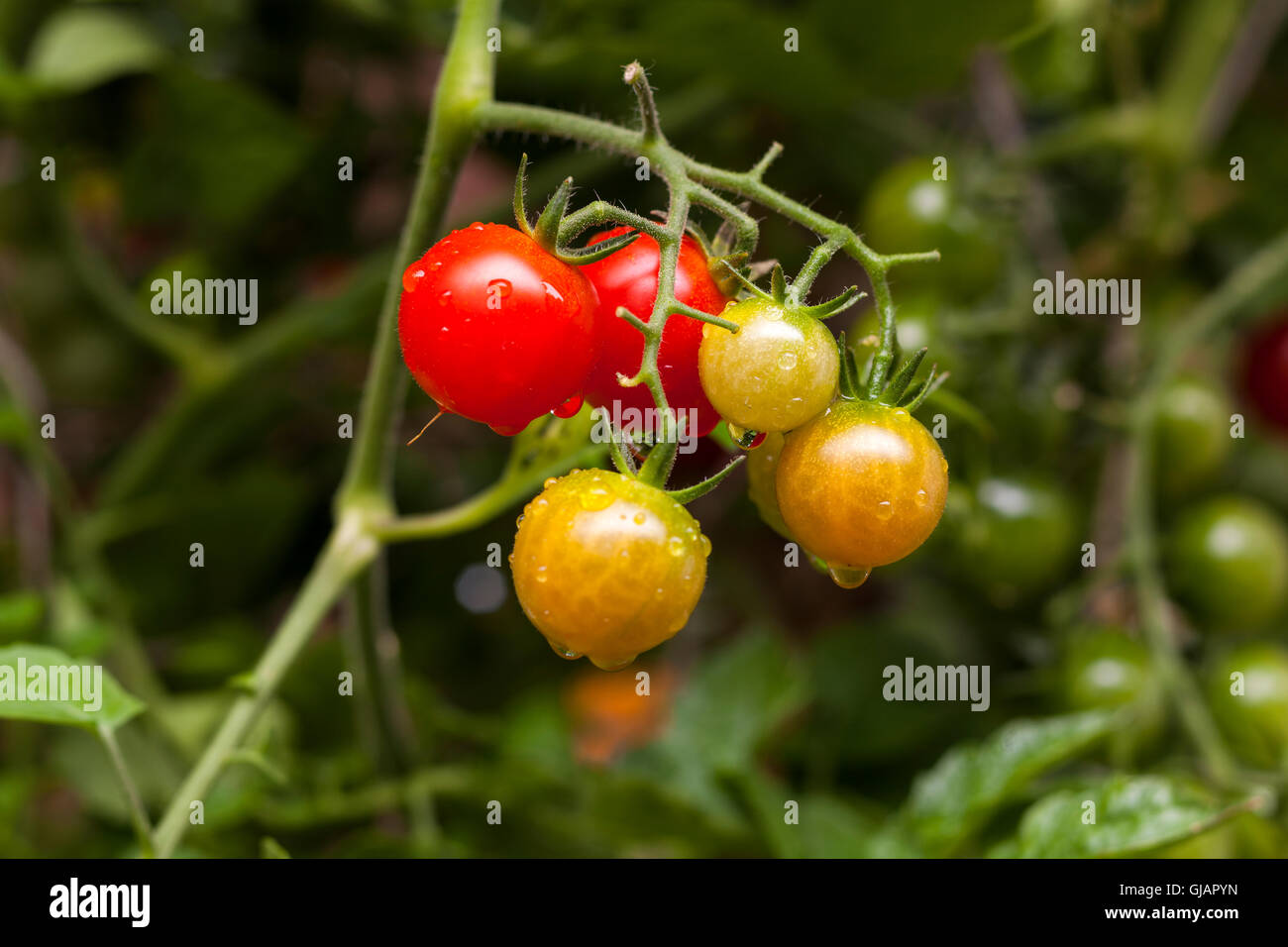 Cherry tomatoes on the vine Stock Photo