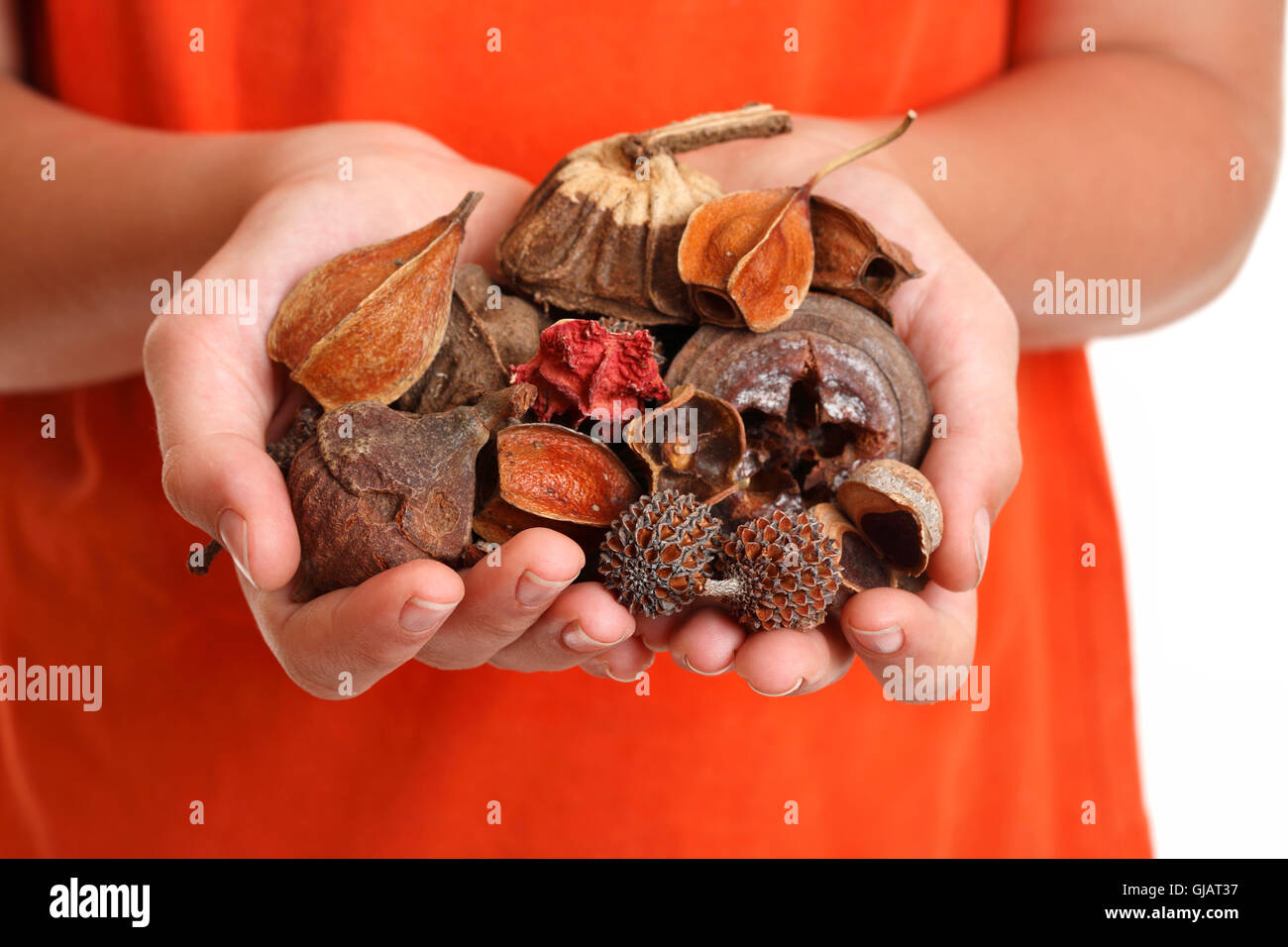 Handful of fragrant potpourri Stock Photo Alamy