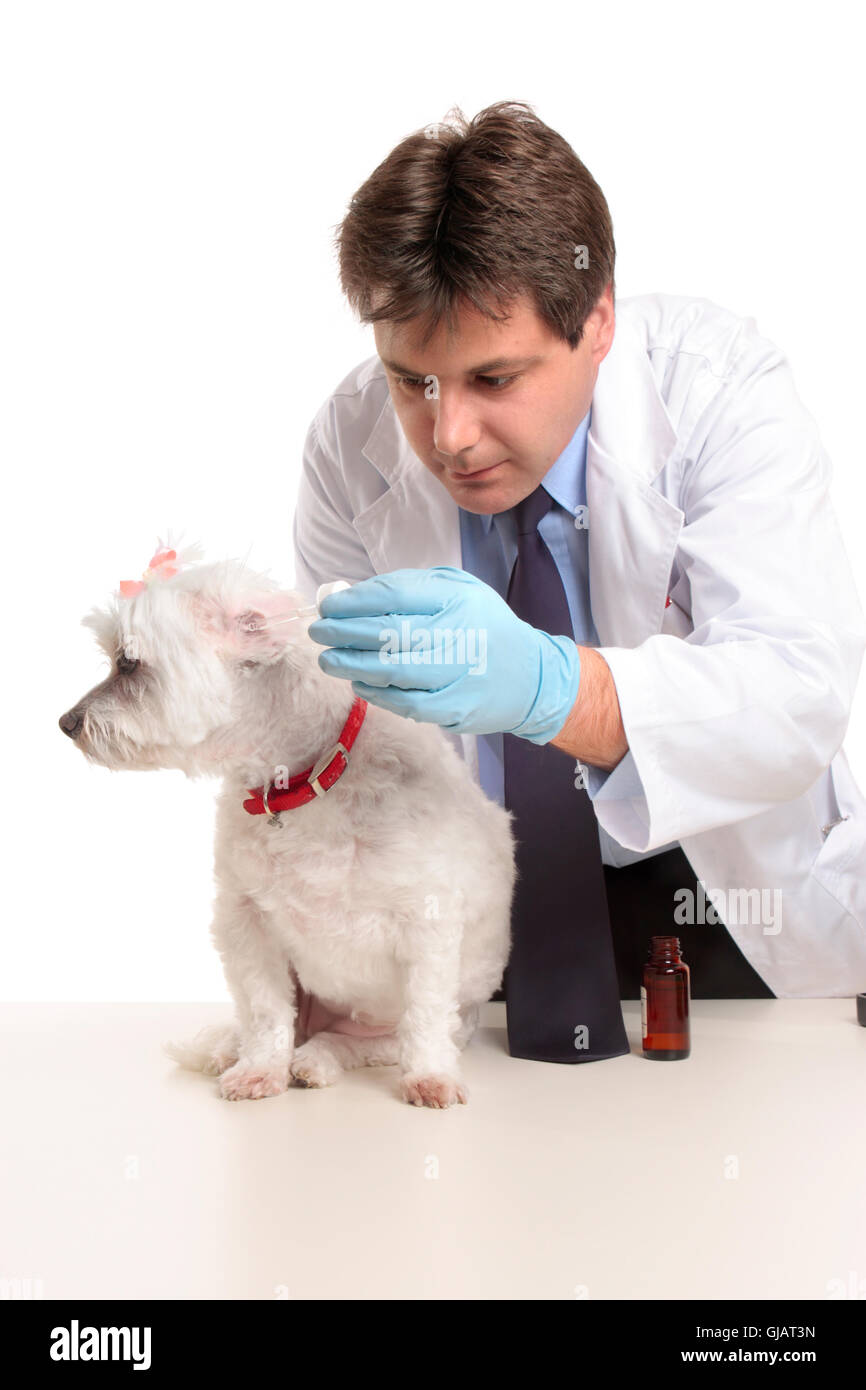 Vet puts eardrops into dogs ears Stock Photo Alamy