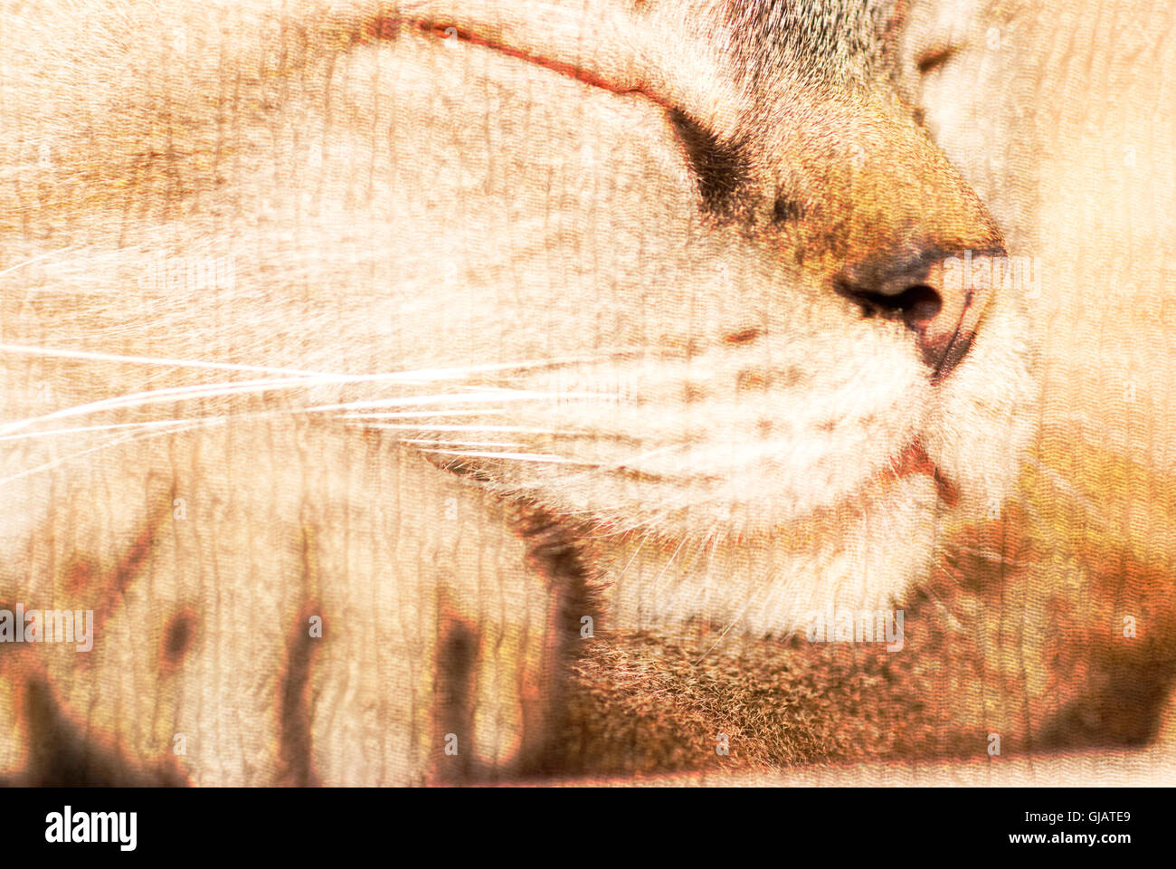 cat is sleeping deeply on its foot Stock Photo Alamy