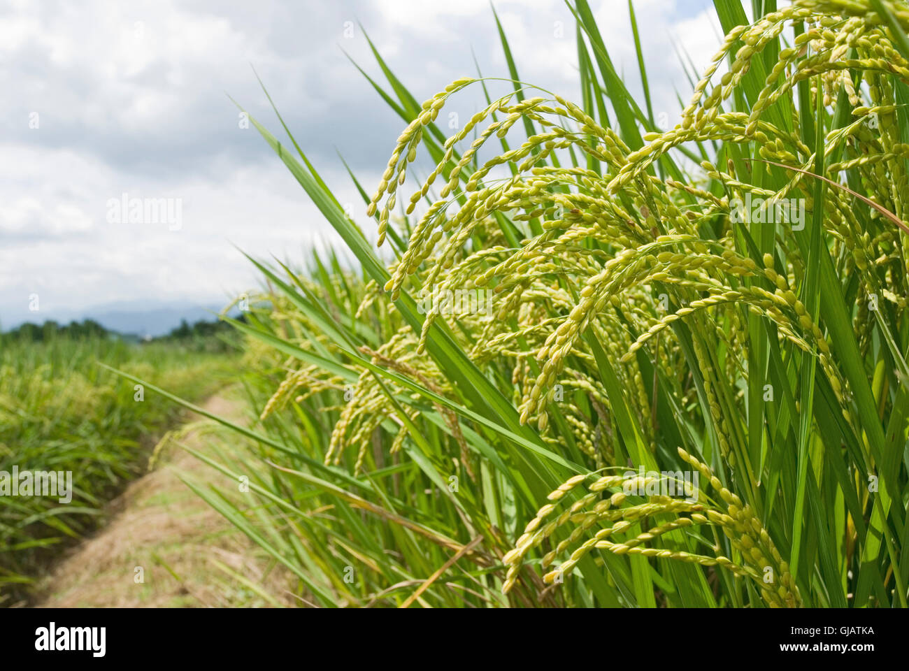 Yard Rice Asian rice yard hi-res stock photography and images - Alamy