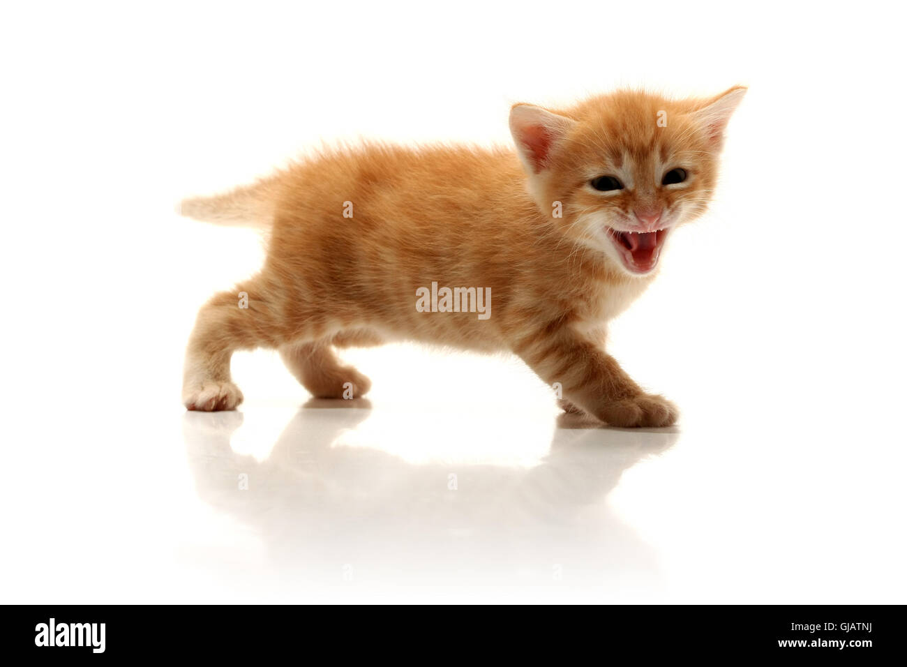 Small pretty Cut Out Stock Images Pictures Alamy