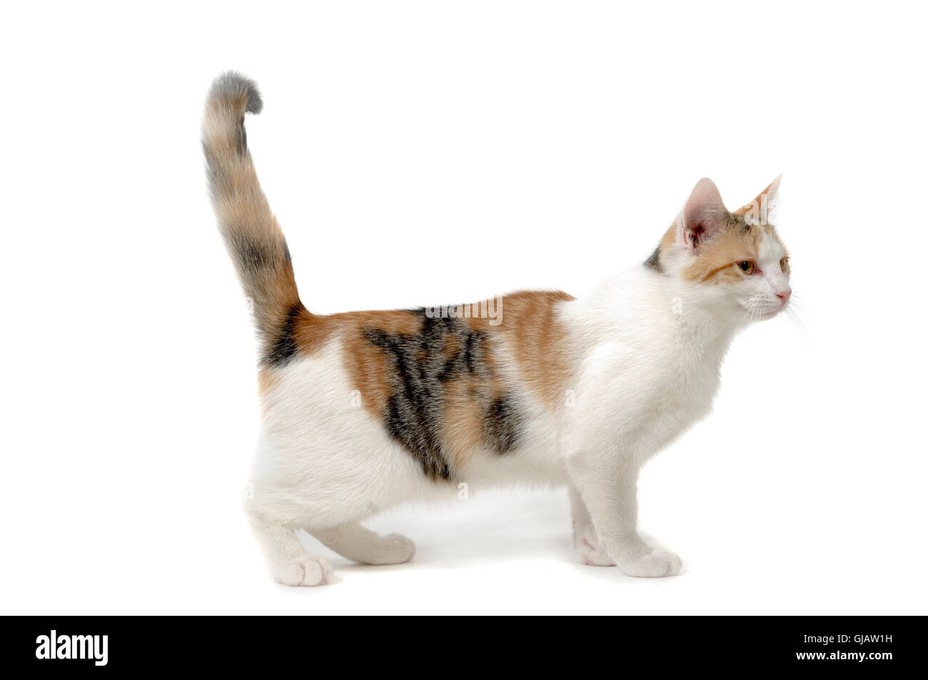 Cat on white background Stock Photo - Alamy