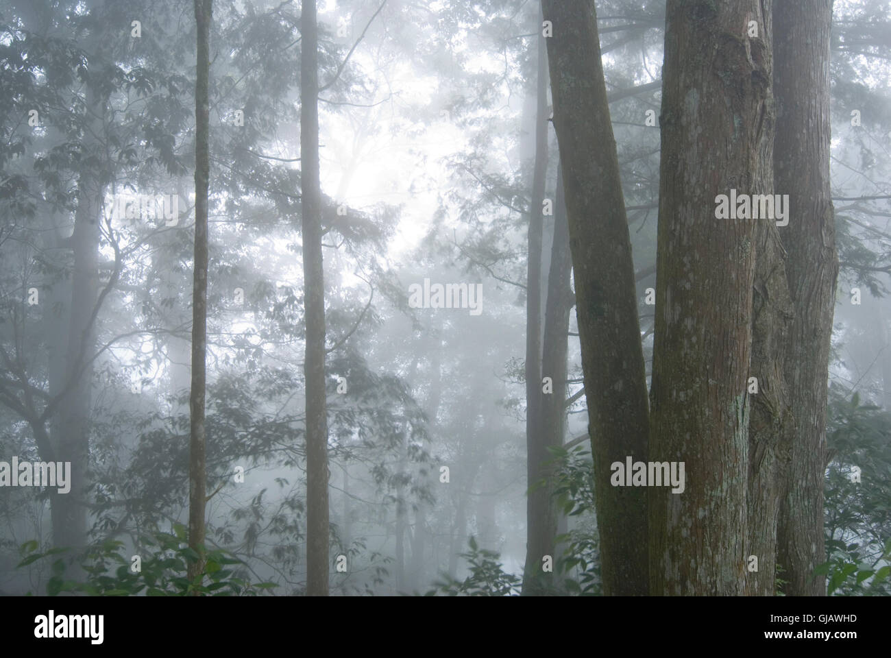 pine tree forest with fog Stock Photo - Alamy