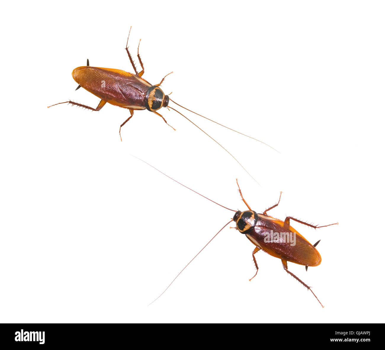 Two isolated cockroach on white background Stock Photo Alamy