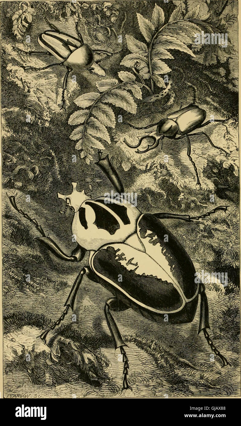 This 1883 book provides a popular overview of foreign insects ...