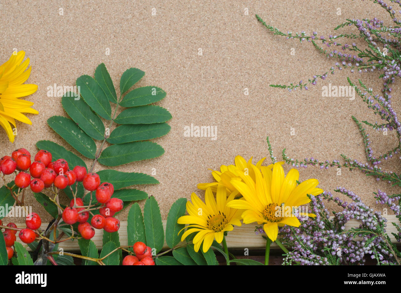 fall composition with flowers and rowan berries Stock Photo