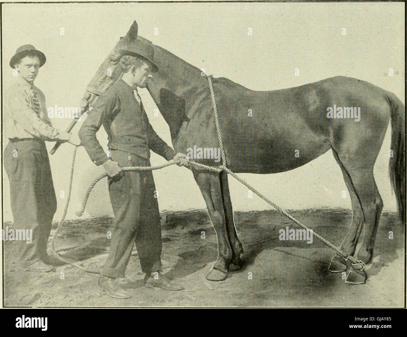 Animal castration book students practitioners hi-res stock photography