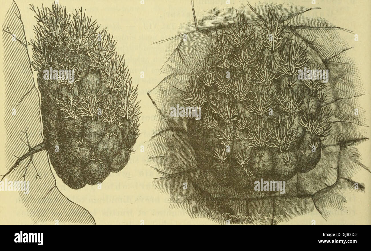 This 1892 journal focuses on plant systematics, plant history, and ...