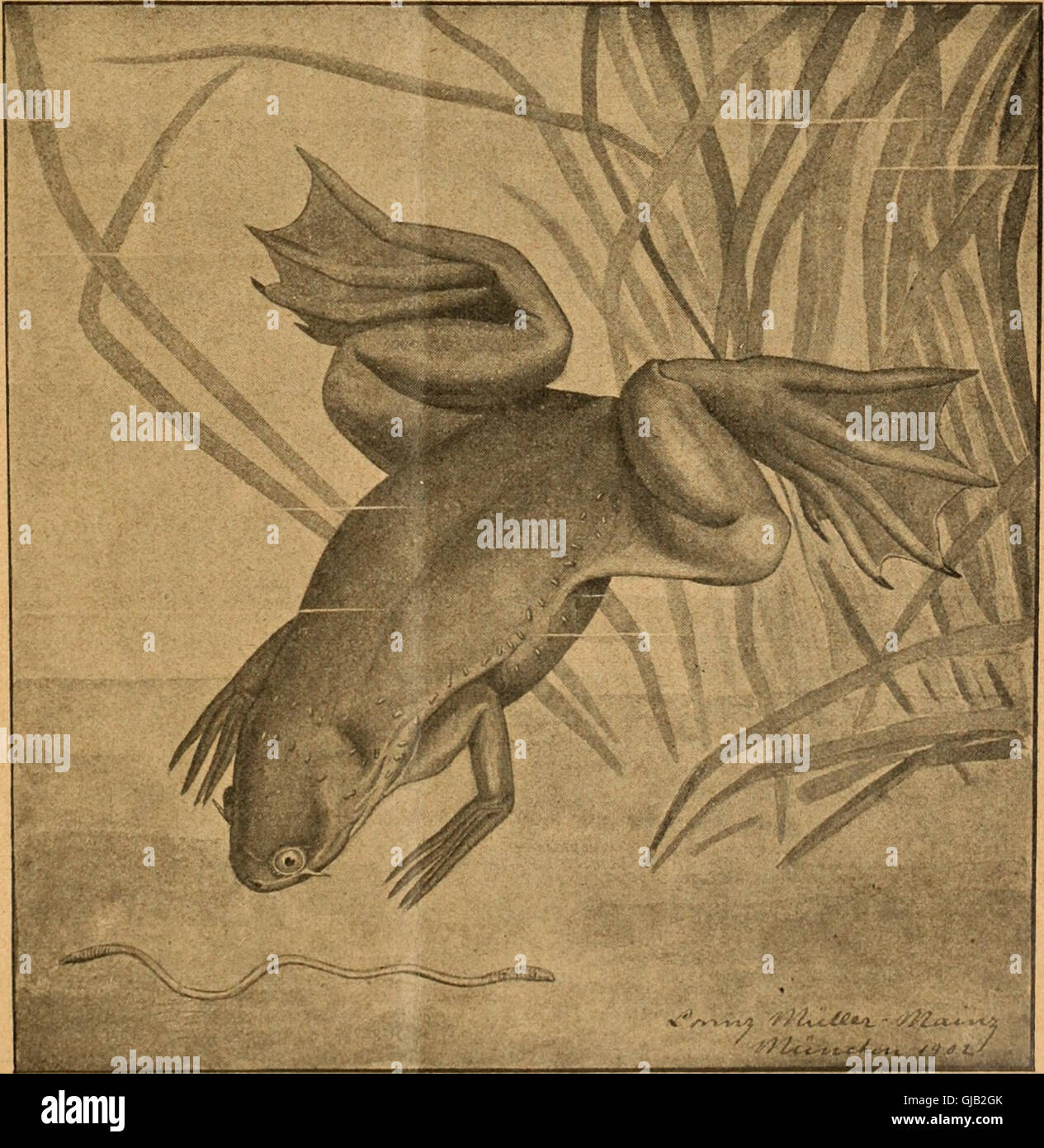 Blätter für Aquarien- und Terrarien-Kunde (1902) Stock Photo