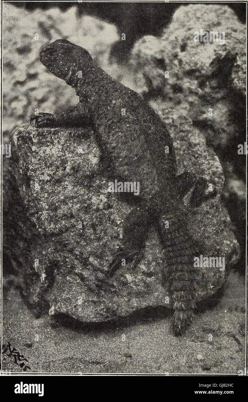 Blätter für Aquarien- und Terrarien-Kunde (1905) Stock Photo
