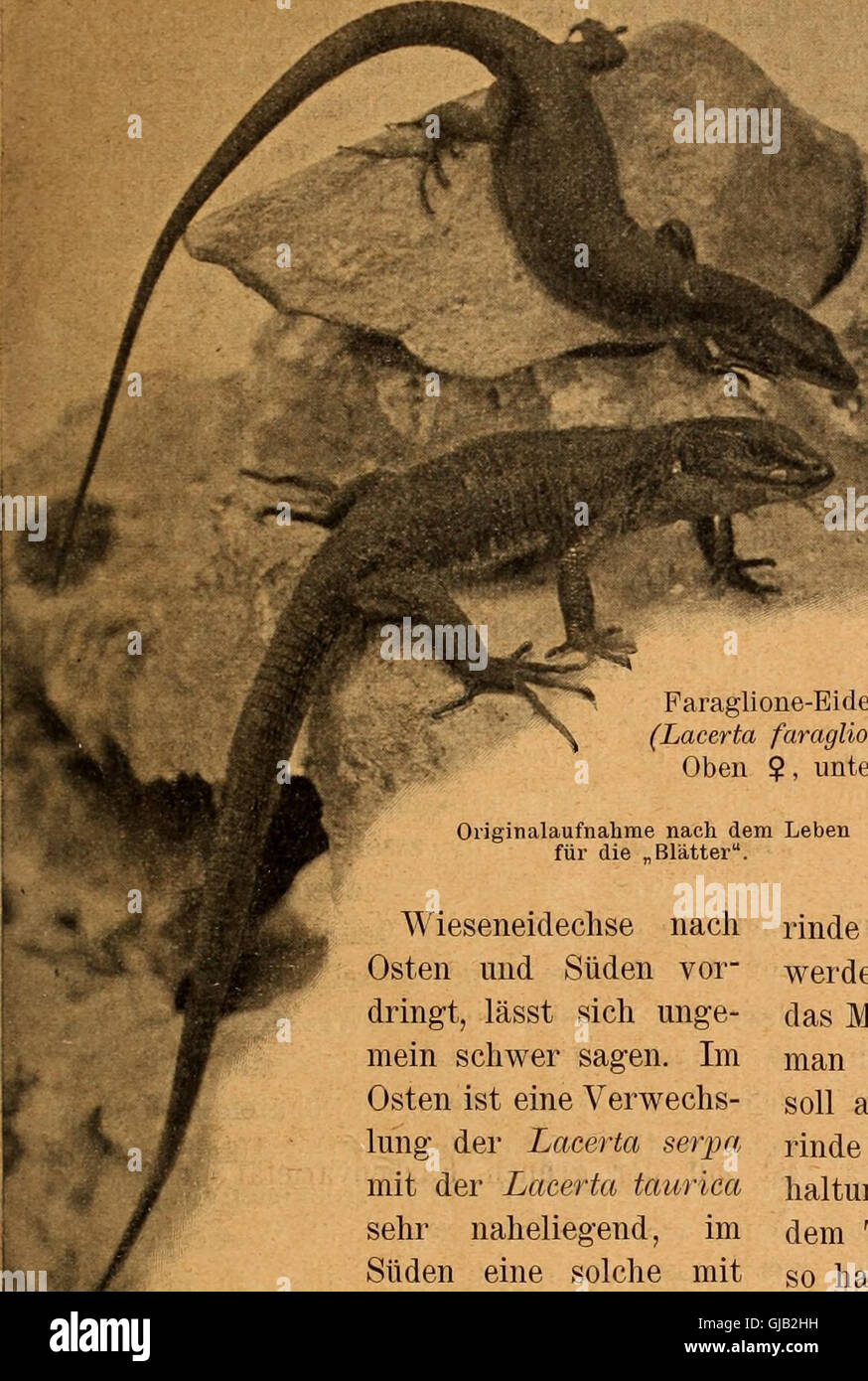 Blätter für Aquarien- und Terrarien-Kunde (1902) Stock Photo