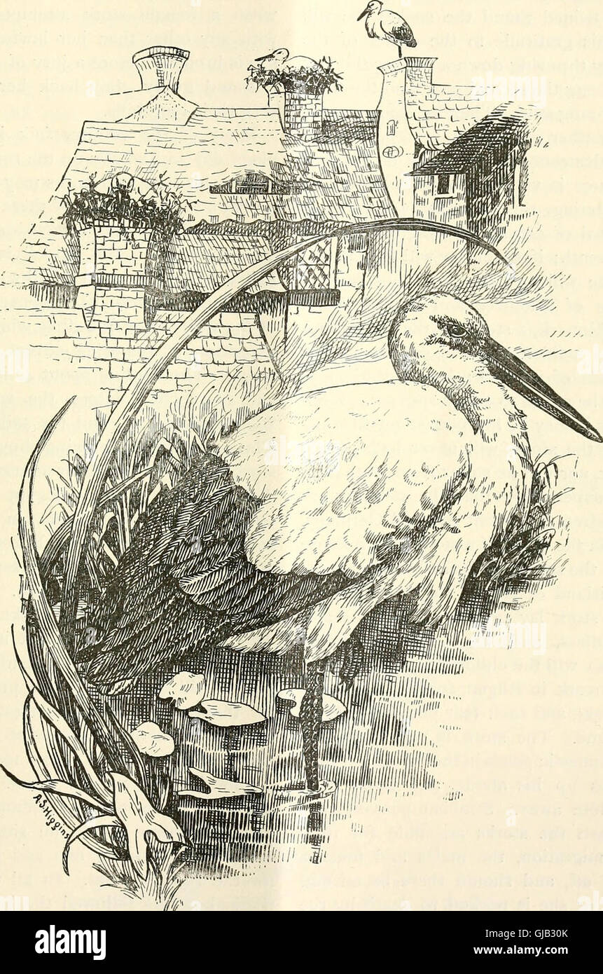 The Audubon magazine (1888 Stock Photo Alamy