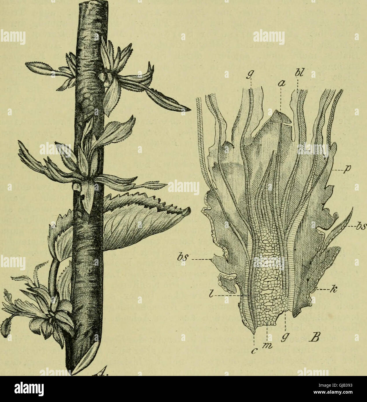 Pflanzenkrankheiten Bilder: Learning to Draw the Wonders of Nature